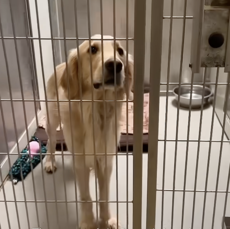Man Only Adopts 'Unadoptable' Shelter Dogs — His Reason Will Make You Cry!